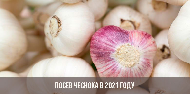 Mega ссылка тор